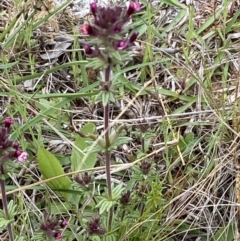 Parentucellia latifolia at Watson, ACT - 17 Oct 2022 12:18 PM