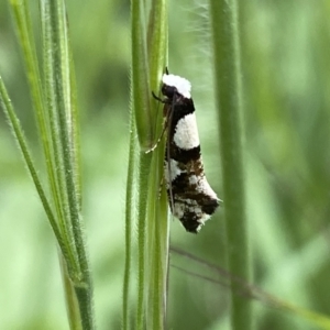 Monopis icterogastra at Watson, ACT - 17 Oct 2022 01:32 PM