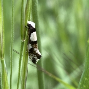 Monopis icterogastra at Watson, ACT - 17 Oct 2022 01:32 PM