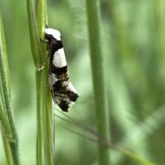 Monopis icterogastra at Watson, ACT - 17 Oct 2022 01:32 PM