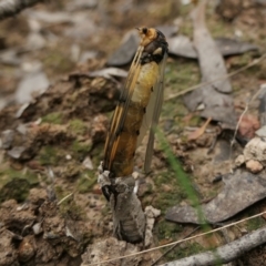 Leptotarsus (Leptotarsus) clavatus at Yass River, NSW - 16 Oct 2022 by SenexRugosus