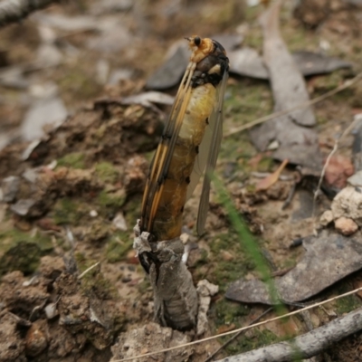 Leptotarsus (Leptotarsus) clavatus at Yass River, NSW - 16 Oct 2022 by SenexRugosus