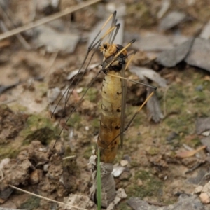 Leptotarsus (Leptotarsus) sp.(genus) at Yass River, NSW - 16 Oct 2022