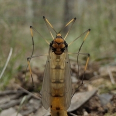 Leptotarsus (Leptotarsus) sp.(genus) at Yass River, NSW - 16 Oct 2022