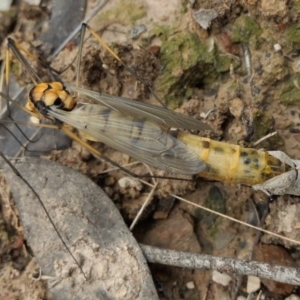 Leptotarsus (Leptotarsus) sp.(genus) at Yass River, NSW - 16 Oct 2022