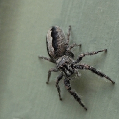 Sandalodes superbus (Ludicra Jumping Spider) at Yass River, NSW - 17 Oct 2022 by SenexRugosus