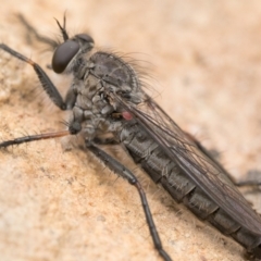 Cerdistus sp. (genus) (Slender Robber Fly) at Bruce, ACT - 16 Oct 2022 by patrickcox