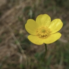 Ranunculus lappaceus (Australian Buttercup) at Yass River, NSW - 16 Oct 2022 by SenexRugosus