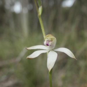 Caladenia moschata at Yass River, NSW - 16 Oct 2022