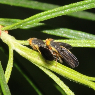 Hyalopeza schneiderae (A fruit fly) at Fyshwick, ACT - 15 Oct 2022 by Haukekoch