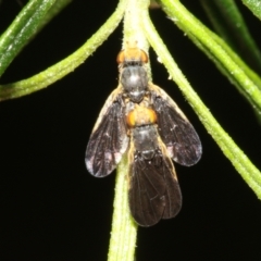 Hyalopeza schneiderae at Fyshwick, ACT - 15 Oct 2022