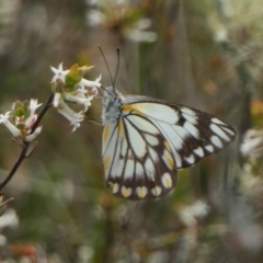 Belenois java (Caper White) at Rugosa - 16 Oct 2022 by SenexRugosus