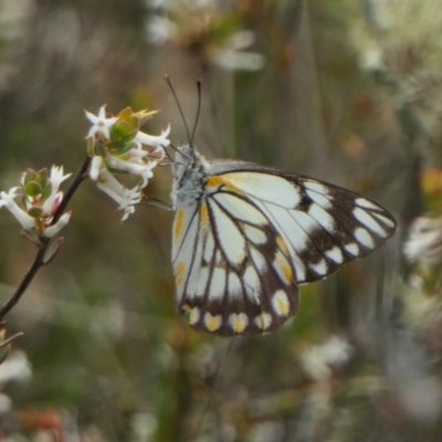 Belenois java (Caper White) at Yass River, NSW - 16 Oct 2022 by SenexRugosus