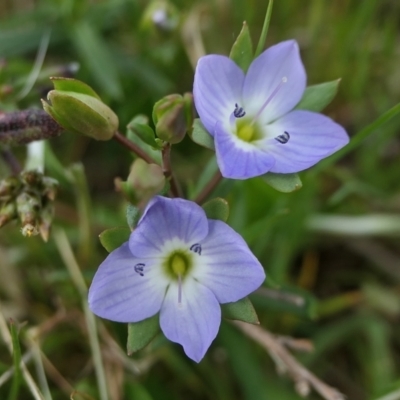 Veronica gracilis (Slender Speedwell) at Yass River, NSW - 16 Oct 2022 by SenexRugosus