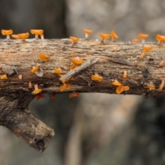 Heterotextus sp. (A yellow saprophytic jelly fungi) at Yass River, NSW - 16 Oct 2022 by SenexRugosus