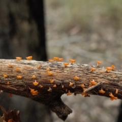 Heterotextus sp. at Yass River, NSW - 16 Oct 2022