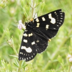 Phalaenoides tristifica (Willow-herb Day-moth) at Paddys River, ACT - 17 Oct 2022 by JohnBundock