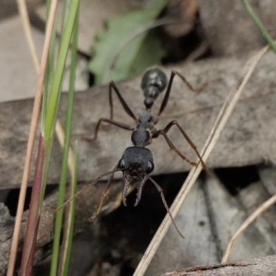Myrmecia pyriformis (A Bull ant) at Rugosa - 16 Oct 2022 by SenexRugosus