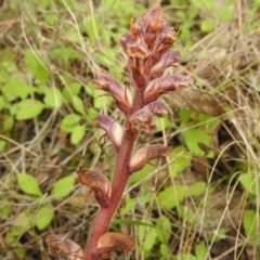 Orobanche minor (Broomrape) at Namadgi National Park - 17 Oct 2022 by JohnBundock