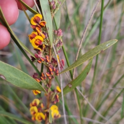 Daviesia mimosoides (Bitter Pea) at Bungendore, NSW - 16 Oct 2022 by clarehoneydove