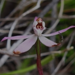 Caladenia fuscata (Dusky Fingers) at Tennent, ACT - 17 Oct 2022 by JohnBundock