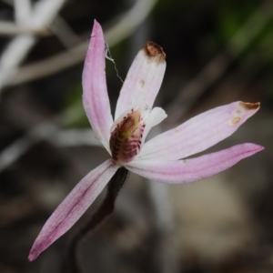 Caladenia fuscata at Tennent, ACT - 17 Oct 2022