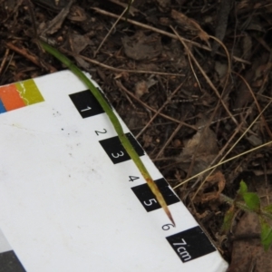 Caladenia fuscata at Tennent, ACT - 17 Oct 2022