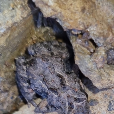 Crinia signifera (Common Eastern Froglet) at Bungendore, NSW - 17 Oct 2022 by clarehoneydove