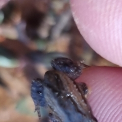 Crinia signifera at Bungendore, NSW - 17 Oct 2022