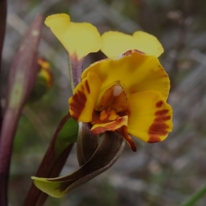 Diuris semilunulata at Tennent, ACT - 17 Oct 2022