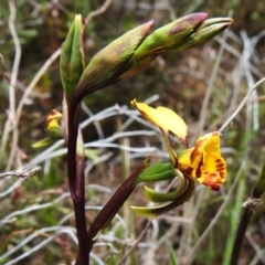 Diuris semilunulata at Tennent, ACT - 17 Oct 2022