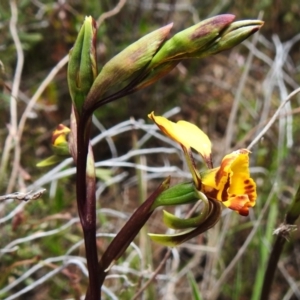 Diuris semilunulata at Tennent, ACT - 17 Oct 2022