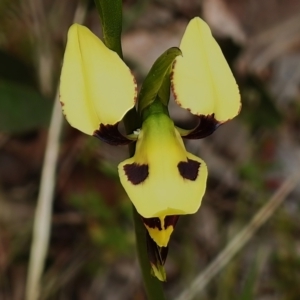 Diuris sulphurea at Tennent, ACT - suppressed