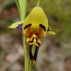 Diuris sulphurea at Tennent, ACT - suppressed