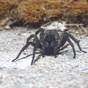 Venatrix sp. (genus) at Cook, ACT - 17 Oct 2022