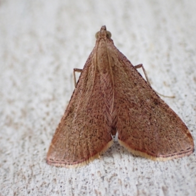 Endotricha ignealis (A Pyralid moth (Endotrichinae)) at Murrumbateman, NSW - 17 Oct 2022 by SimoneC