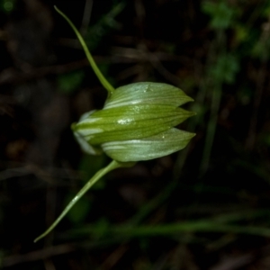 Pterostylis alpina at Brindabella, NSW - 15 Oct 2022