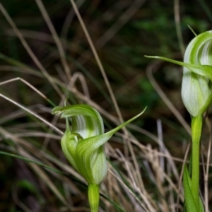 Pterostylis alpina at Brindabella, NSW - 15 Oct 2022