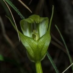 Pterostylis alpina at Brindabella, NSW - 15 Oct 2022