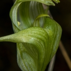 Pterostylis alpina at Brindabella, NSW - 15 Oct 2022