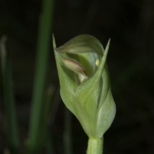 Pterostylis curta at Brindabella, NSW - 15 Oct 2022