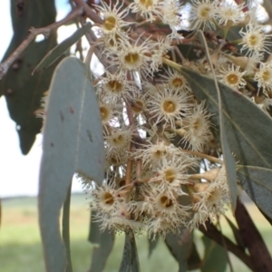 Eucalyptus blakelyi at Frogmore, NSW - 15 Oct 2022 02:08 PM