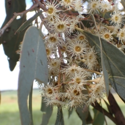 Eucalyptus blakelyi (Blakely's Red Gum) at Frogmore, NSW - 15 Oct 2022 by drakes