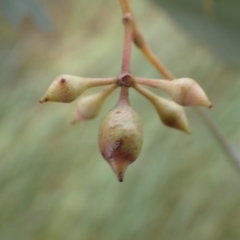 Eucalyptus blakelyi at Frogmore, NSW - 15 Oct 2022 02:08 PM