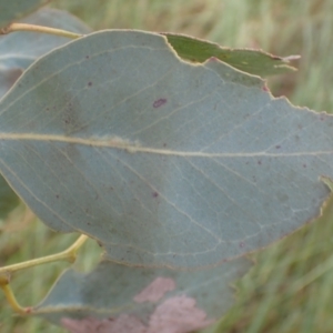 Eucalyptus blakelyi at Frogmore, NSW - 15 Oct 2022 02:08 PM