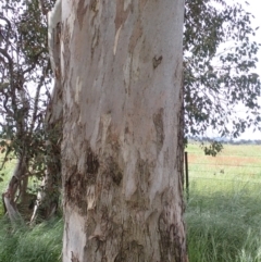 Eucalyptus blakelyi at Frogmore, NSW - 15 Oct 2022 02:08 PM