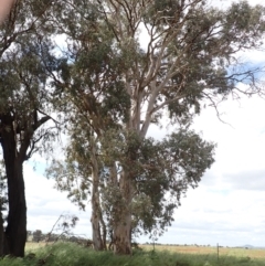 Eucalyptus blakelyi at Frogmore, NSW - 15 Oct 2022 02:08 PM