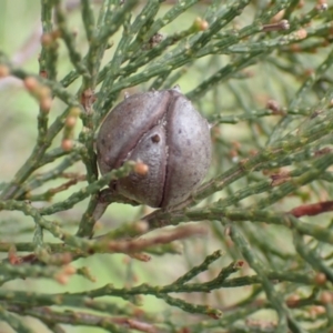 Callitris endlicheri at Frogmore, NSW - 15 Oct 2022