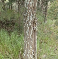 Callitris endlicheri at Frogmore, NSW - 15 Oct 2022 02:13 PM