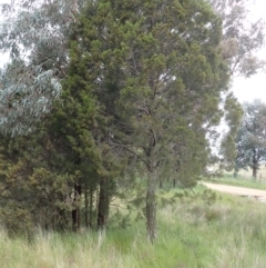 Callitris endlicheri at Frogmore, NSW - 15 Oct 2022